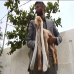 Longest ear goat in Pakistan Photo File 640x480