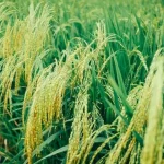 Rice In Fields. Photo File