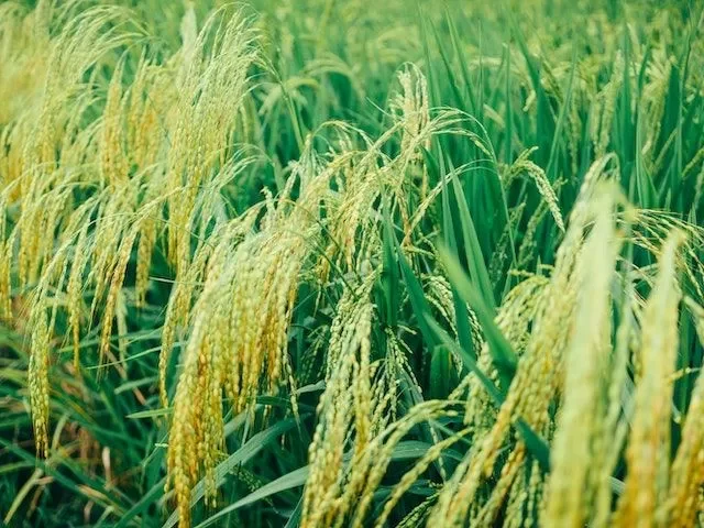Rice In Fields. Photo File