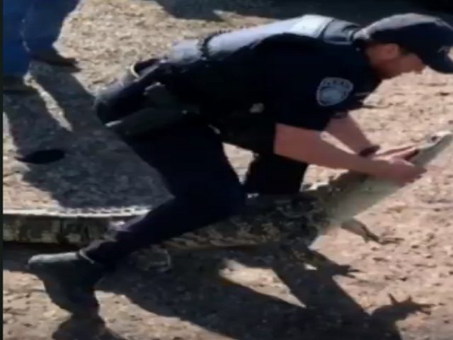 Police Officer Handled alligator with bared hands Photo Sky News 640x480